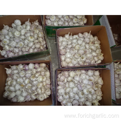 Normal White Garlic Packed In Carton